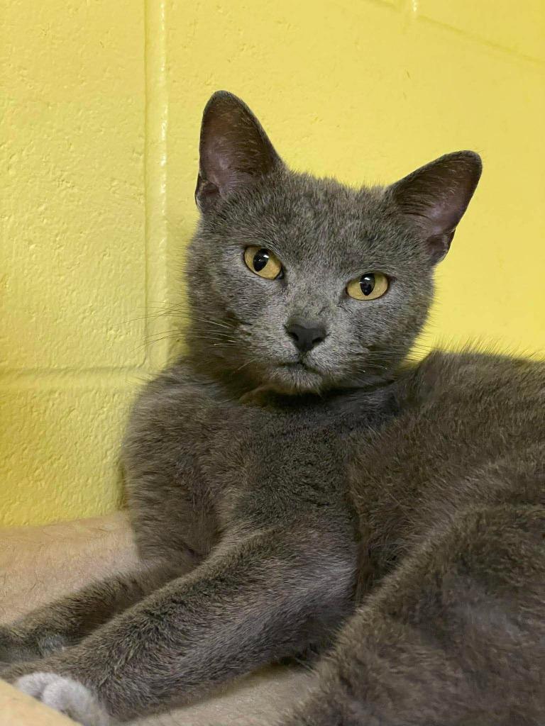 Shania Twain, a Adoptable mixed breed in Hamilton, OH image 2/3