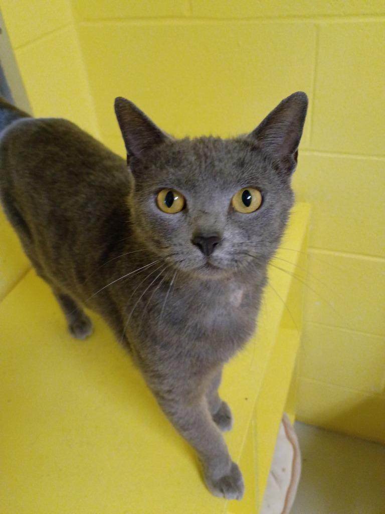 Enlarge Shania Twain, a Adoptable mixed breed in Hamilton, OH image 2/2