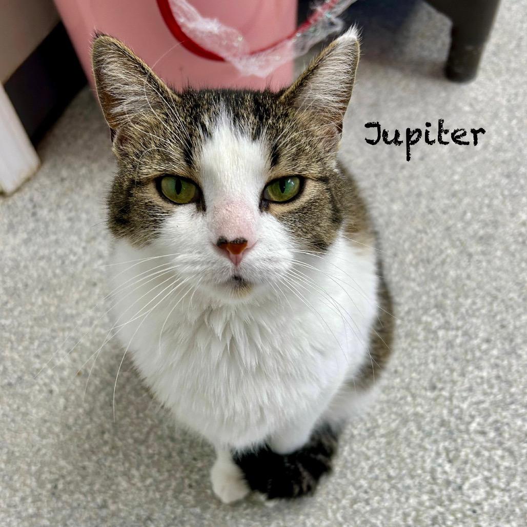 Jupiter, Adoptable, Young Female Domestic Short Hair.