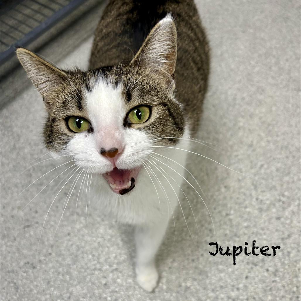 Enlarge Jupiter, a Adoptable Domestic Short Hair in Hannibal, MO image 1/1