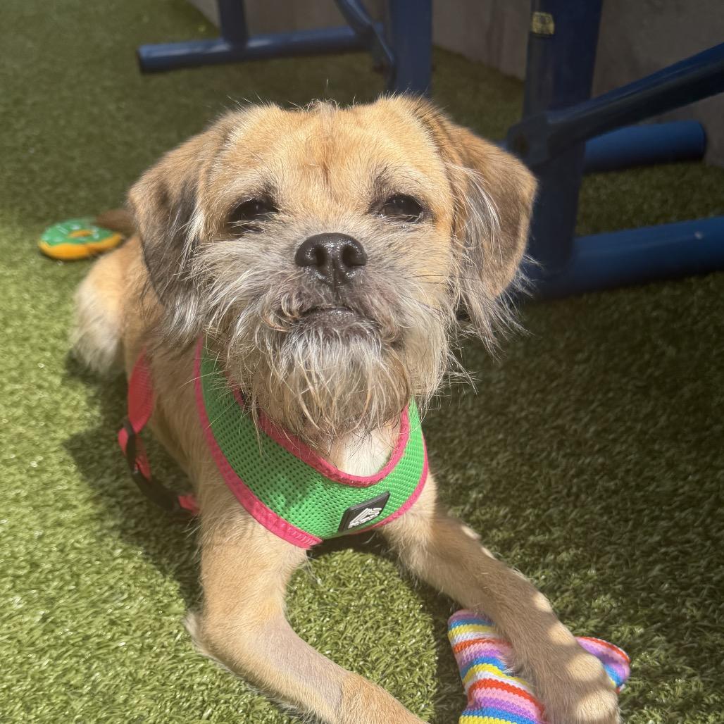Enlarge Max, a Adoptable mixed breed in Westhampton, NY image 5/5