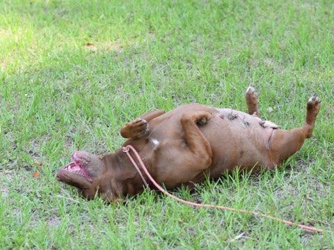 Enlarge Coco, a Adoptable Pit Bull Terrier in Austin, TX image 3/6