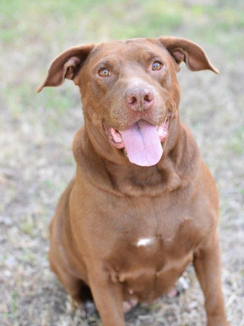 Coco, Adoptable, Adult Female Pit Bull Terrier.