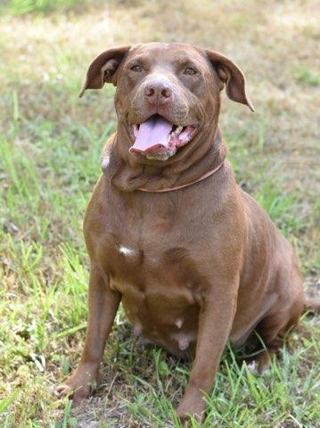 Enlarge Coco, a Adoptable Pit Bull Terrier in Austin, TX image 4/6