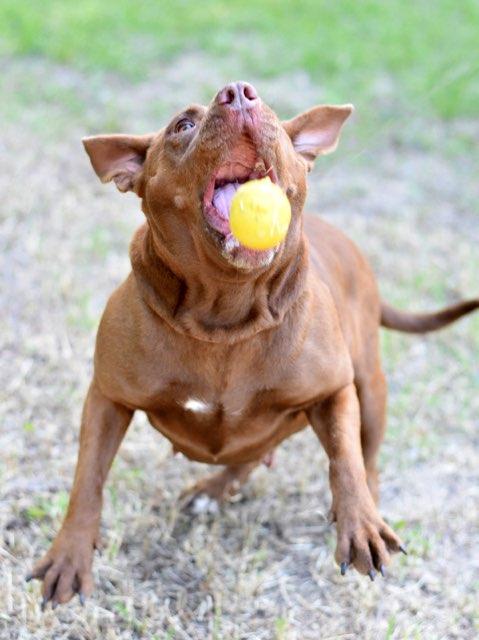 Enlarge Coco, a Adoptable Pit Bull Terrier in Austin, TX image 5/6