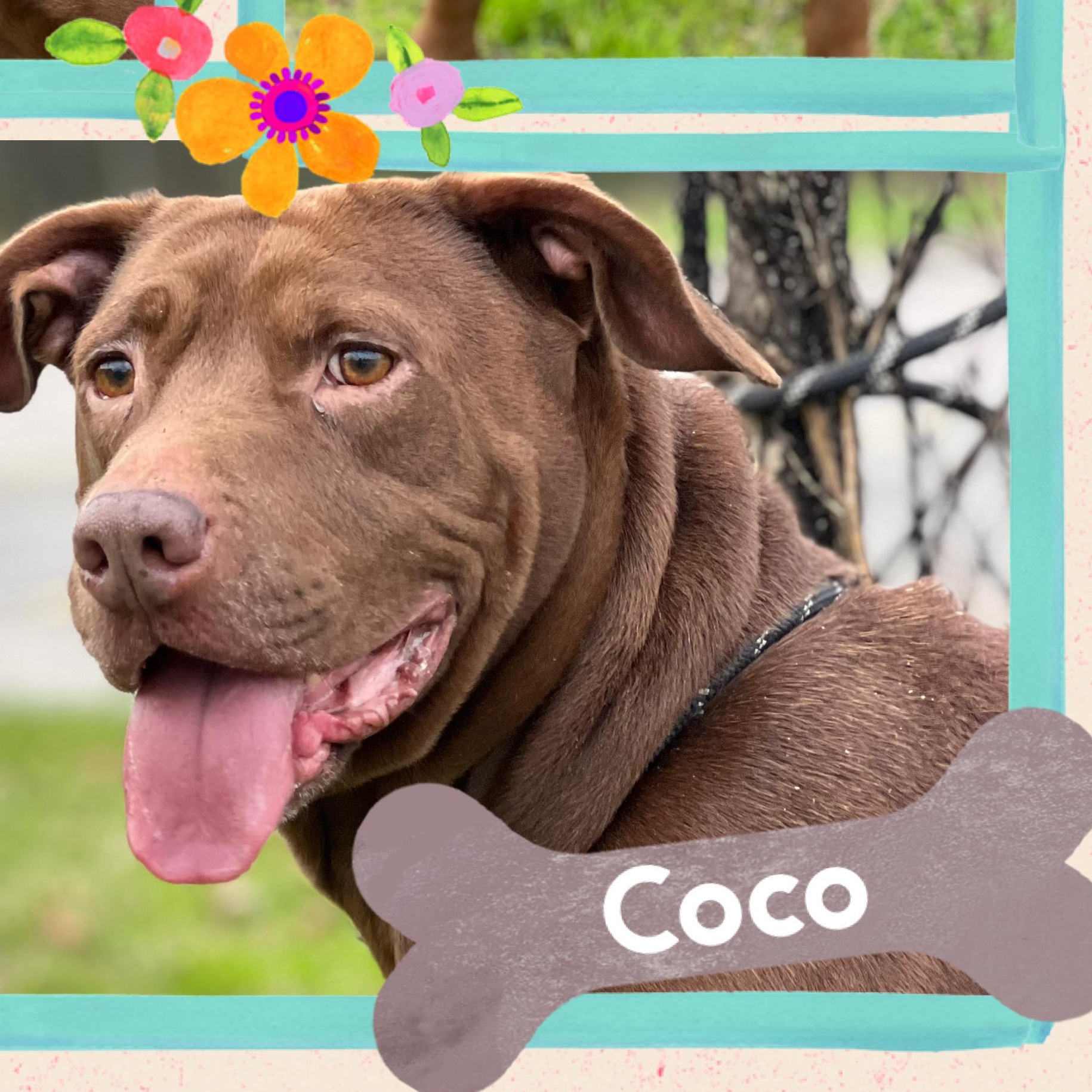 Enlarge Coco, a Adoptable Pit Bull Terrier in Austin, TX image 2/6