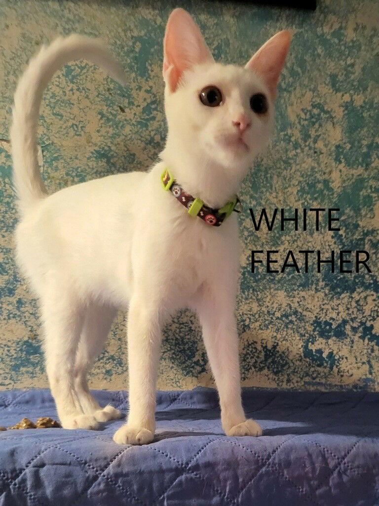 White Feather, Adoptable, Young Female American Shorthair.