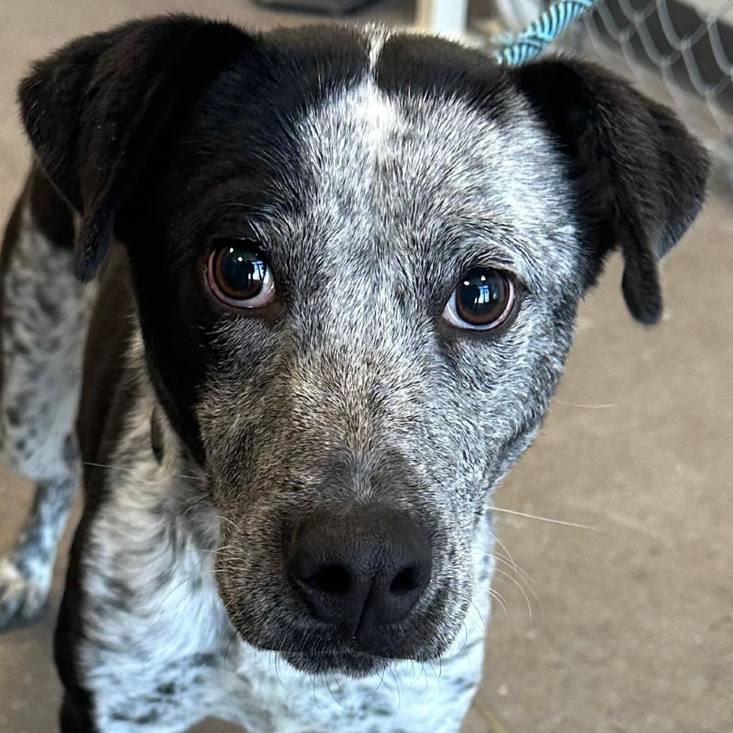 Kesha, a Adoptable Mixed Breed in Las Cruces, NM image 1/6