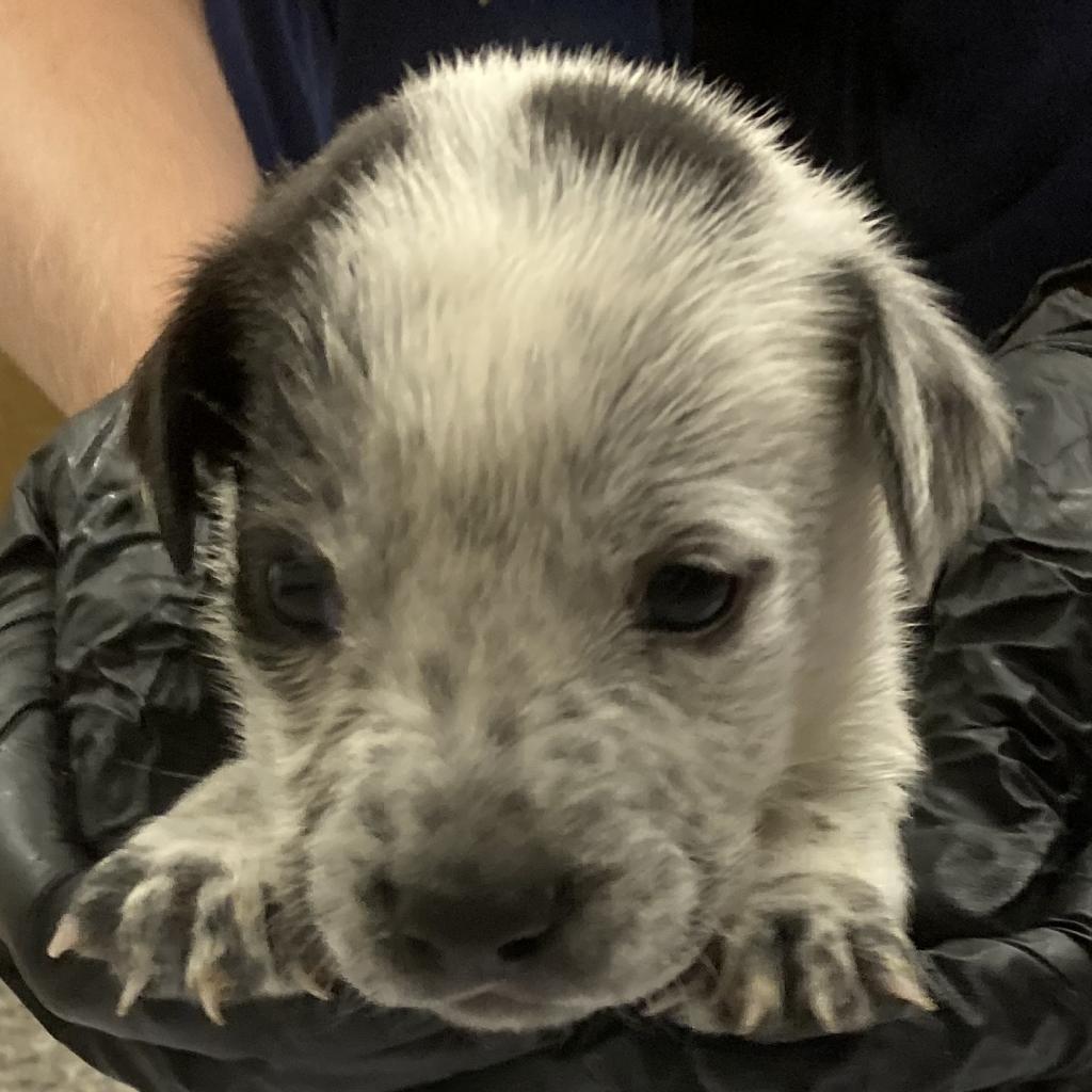 Kesha, a Adoptable Mixed Breed in Las Cruces, NM image 2/6