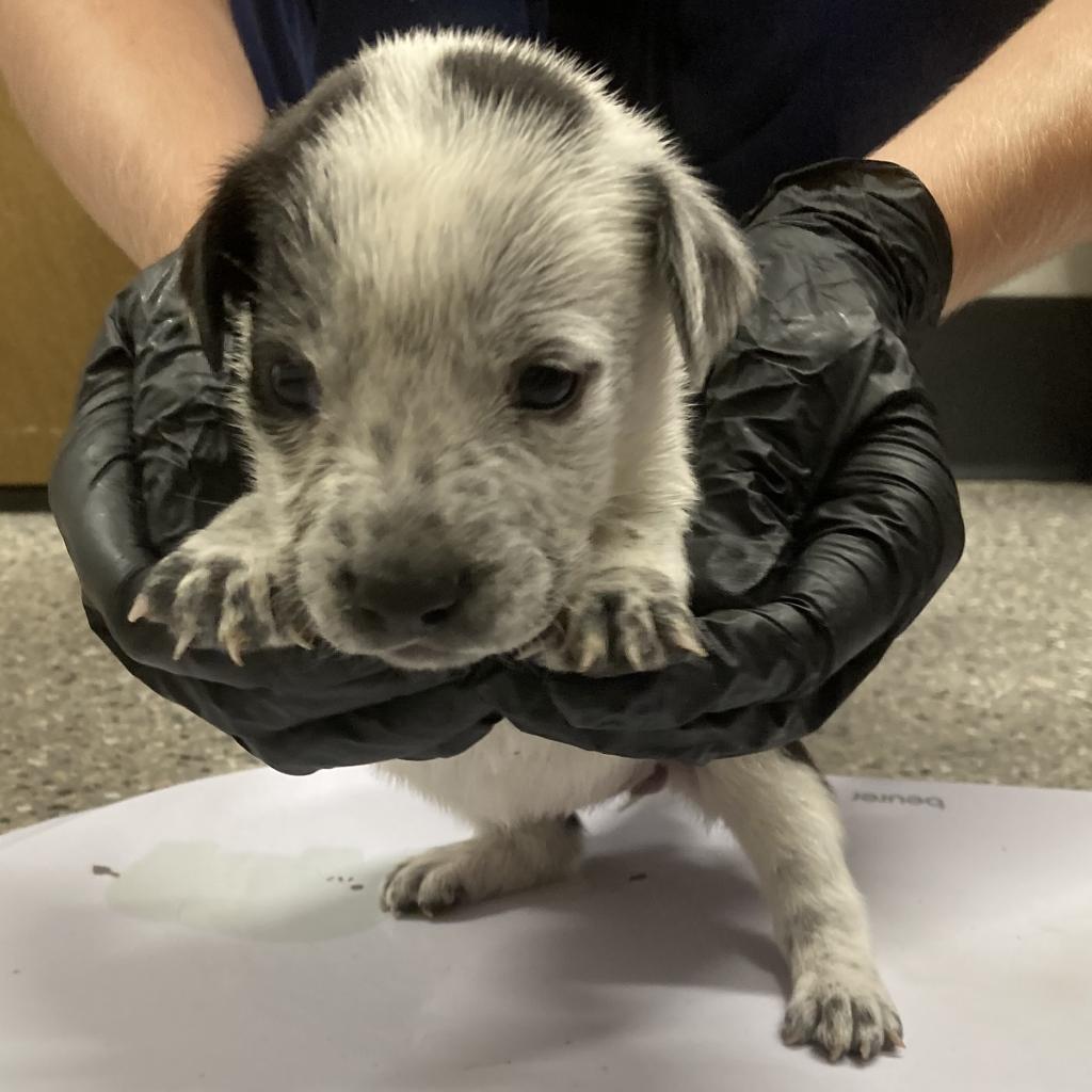 Kesha, a Adoptable Mixed Breed in Las Cruces, NM image 3/6