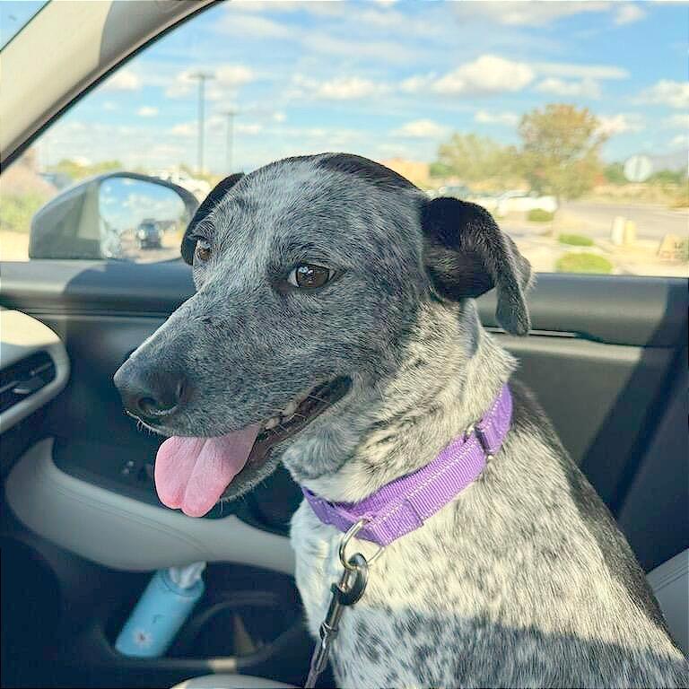 Kesha, a Adoptable Mixed Breed in Las Cruces, NM image 4/6