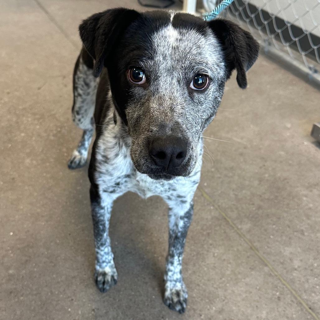 Kesha, a Adoptable Mixed Breed in Las Cruces, NM image 5/6
