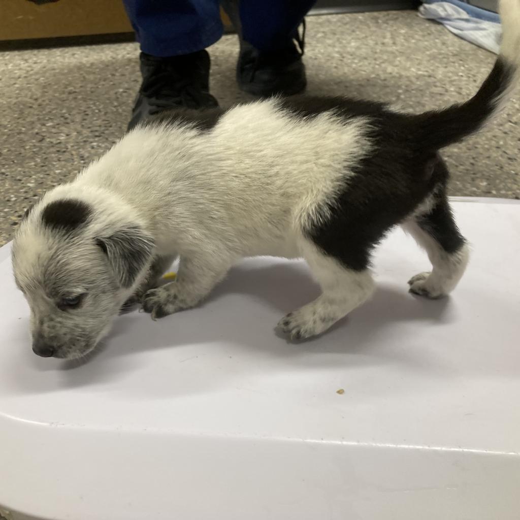 Kesha, a Adoptable Mixed Breed in Las Cruces, NM image 6/6