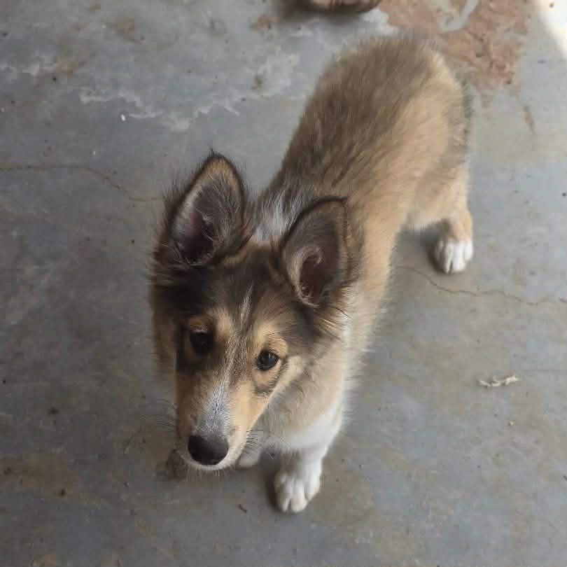 Sprite, adopted, Puppy Male Shetland Sheepdog / Sheltie.