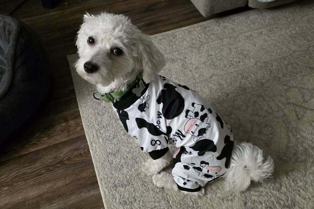 Rhinestone Cowboy thumbnail 2