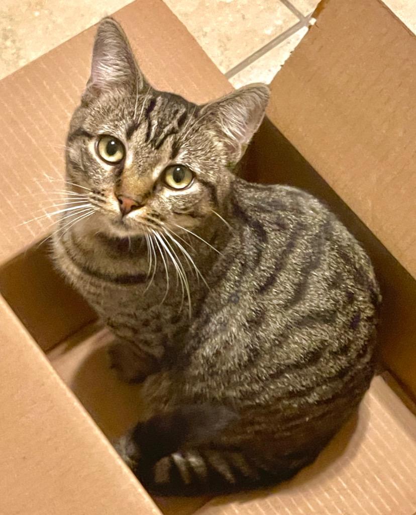 Georgi, Adopted, Young Female Domestic Short Hair.