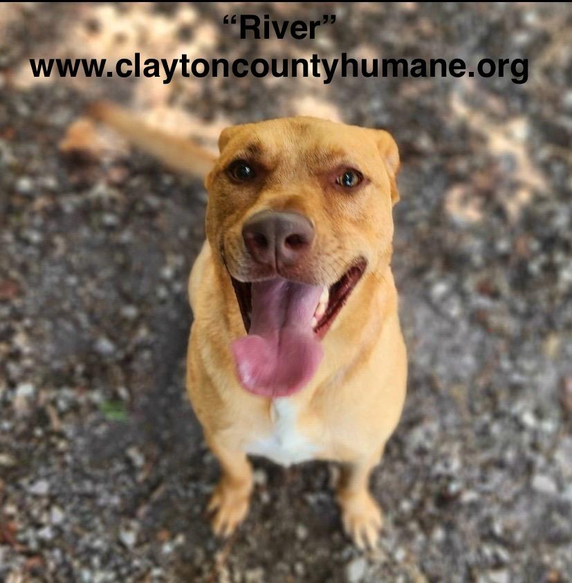 River, Adoptable, Adult Male Rhodesian Ridgeback & Yellow Labrador Retriever.