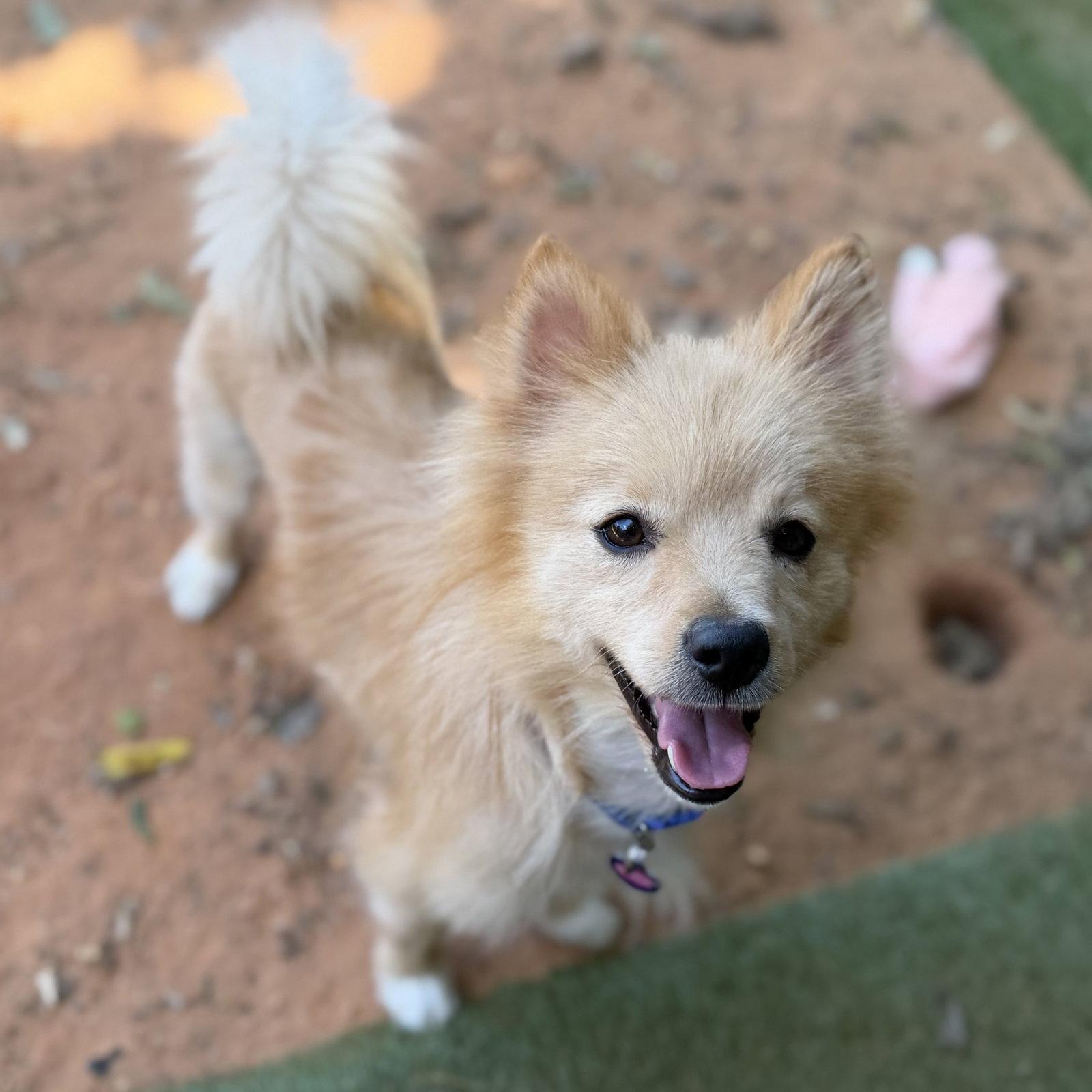 Georgie, Adoptable, Adult Male Pomeranian.
