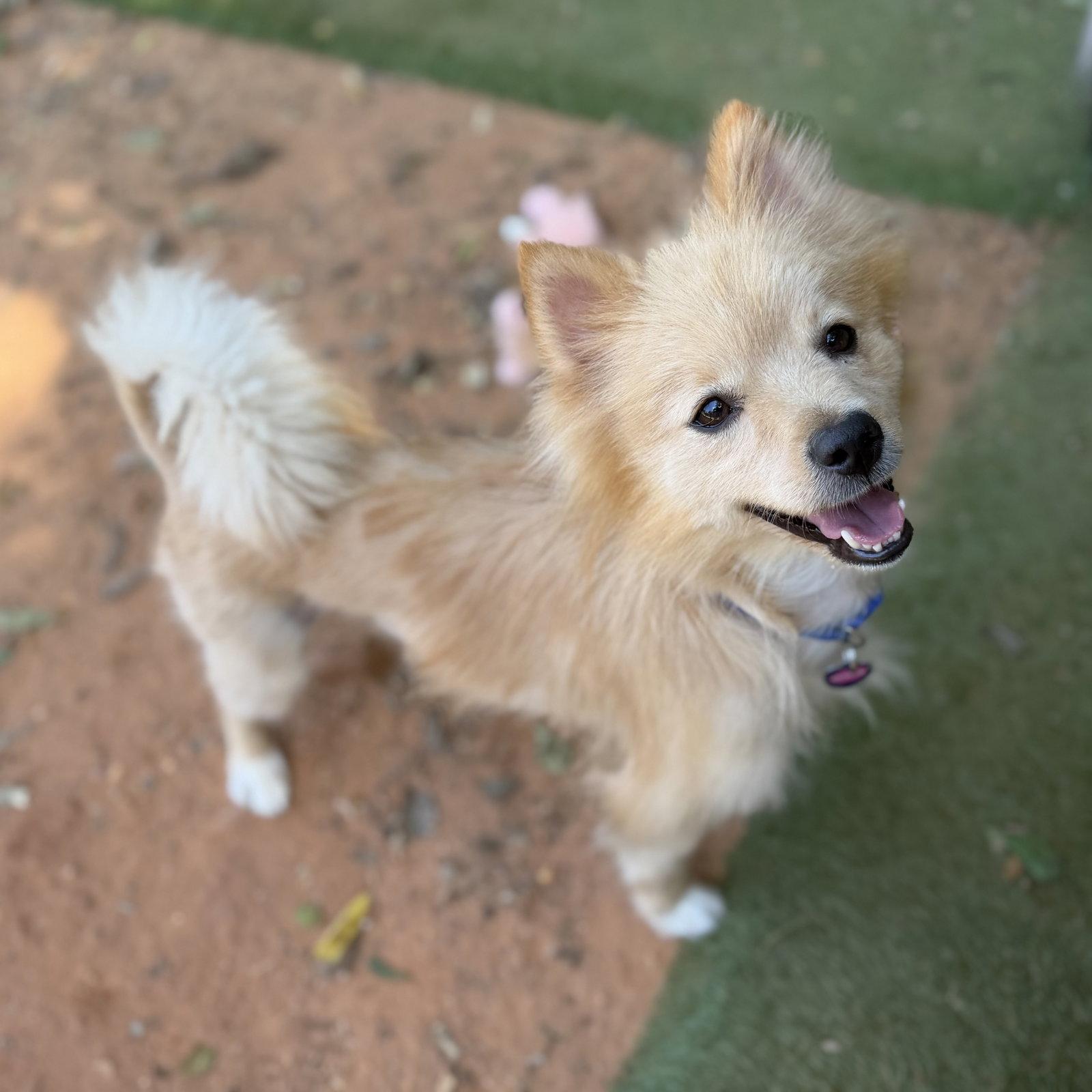 Enlarge Georgie, a Adoptable Pomeranian in Garland, TX image 2/3