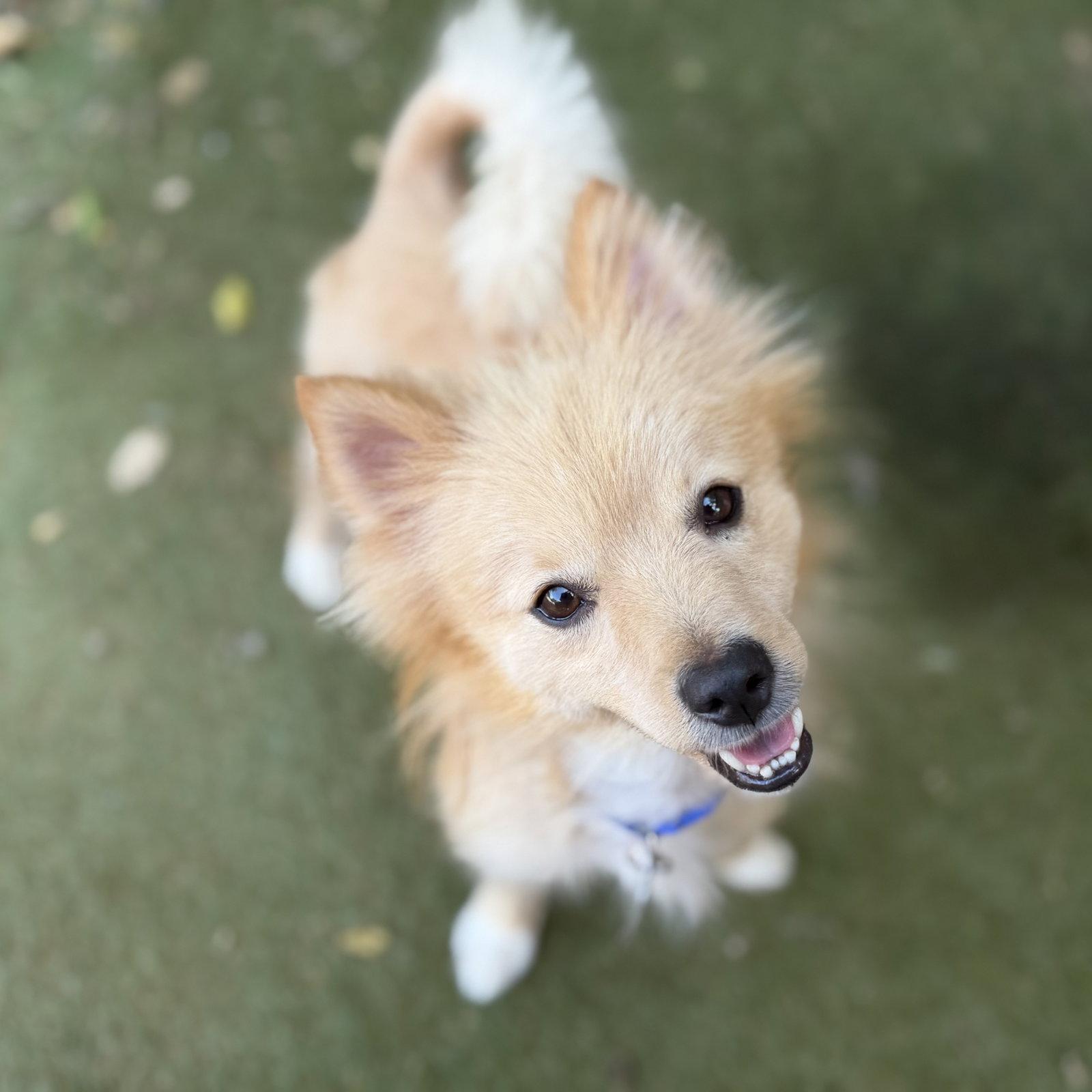 Enlarge Georgie, a Adoptable Pomeranian in Garland, TX image 3/3