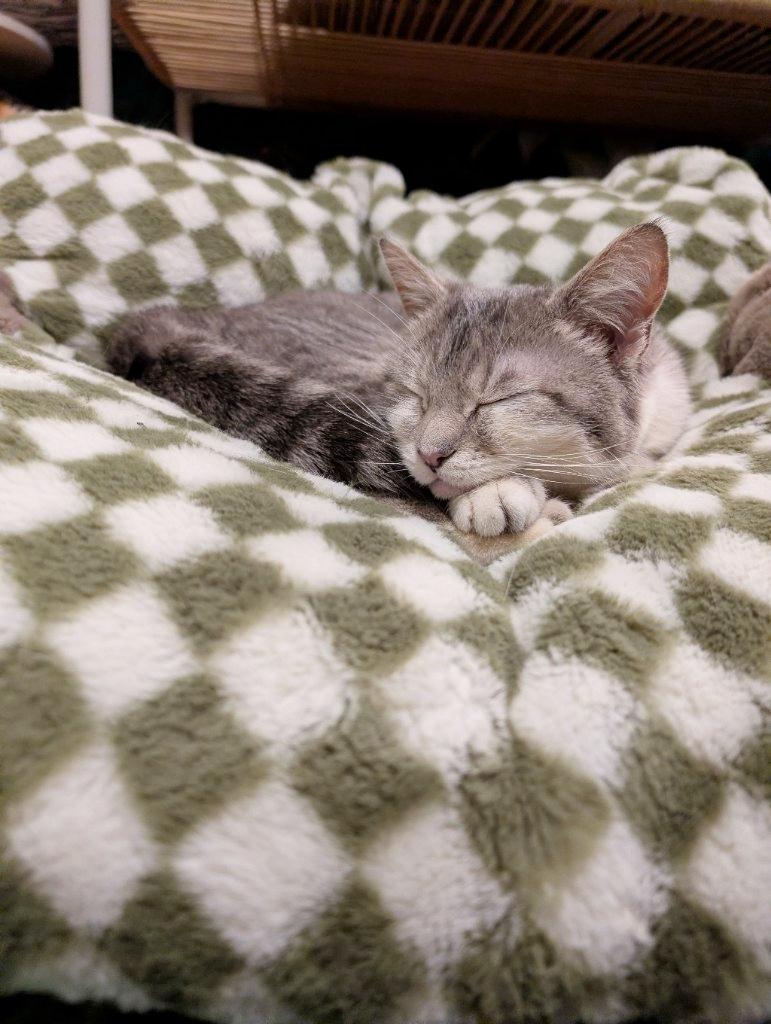 Shaila, a Adoptable Domestic Short Hair in Beaverton, OR image 3/5