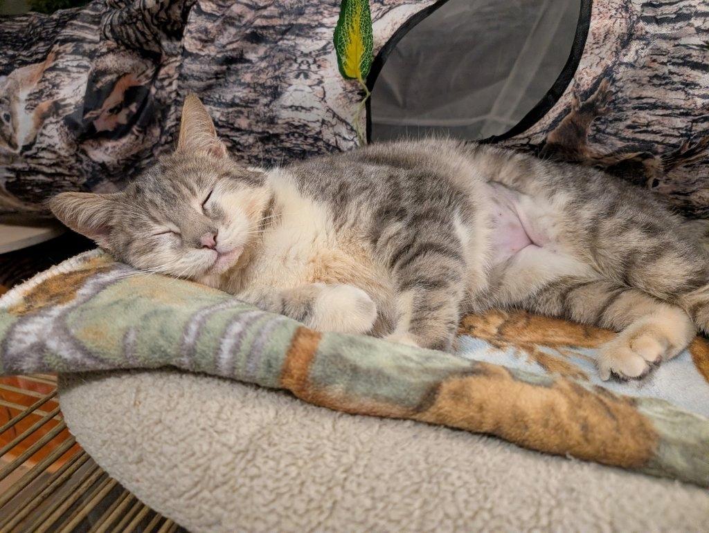 Shaila, a Adoptable Domestic Short Hair in Beaverton, OR image 4/5