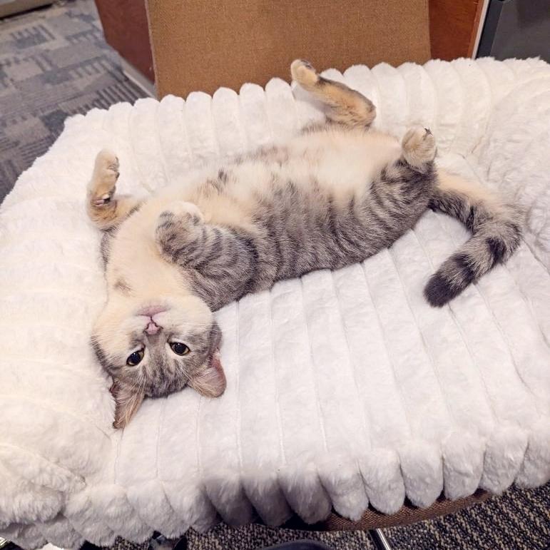 Shaila, a Adoptable Domestic Short Hair in Beaverton, OR image 1/5