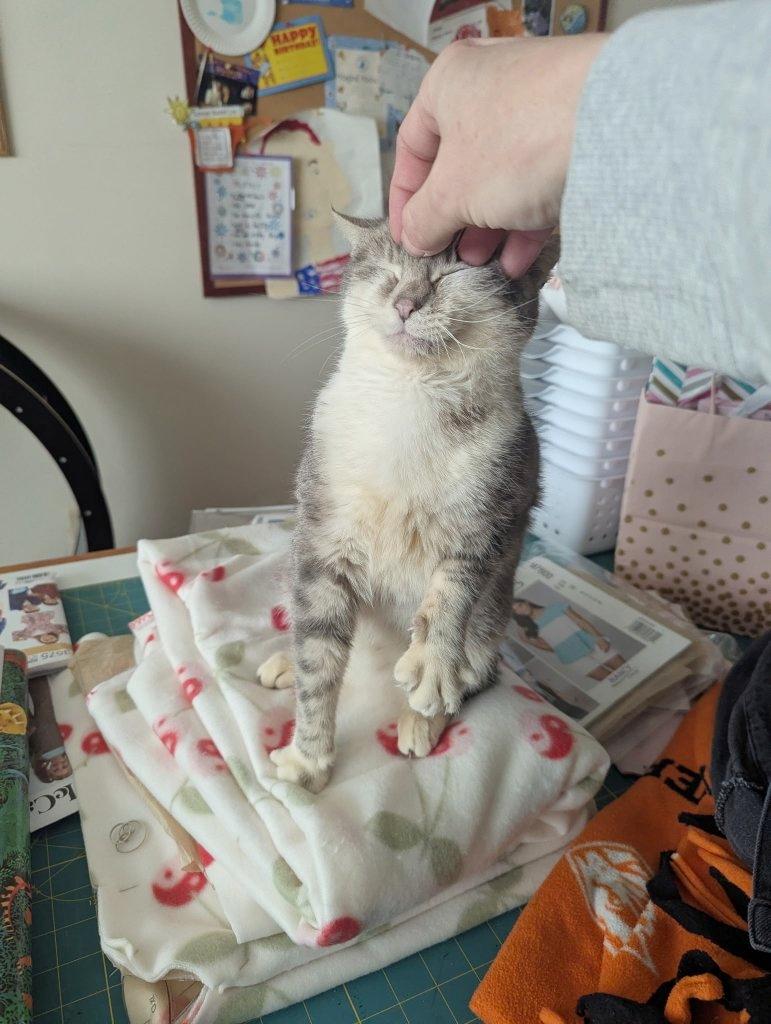 Shaila, a Adoptable Domestic Short Hair in Beaverton, OR image 5/5