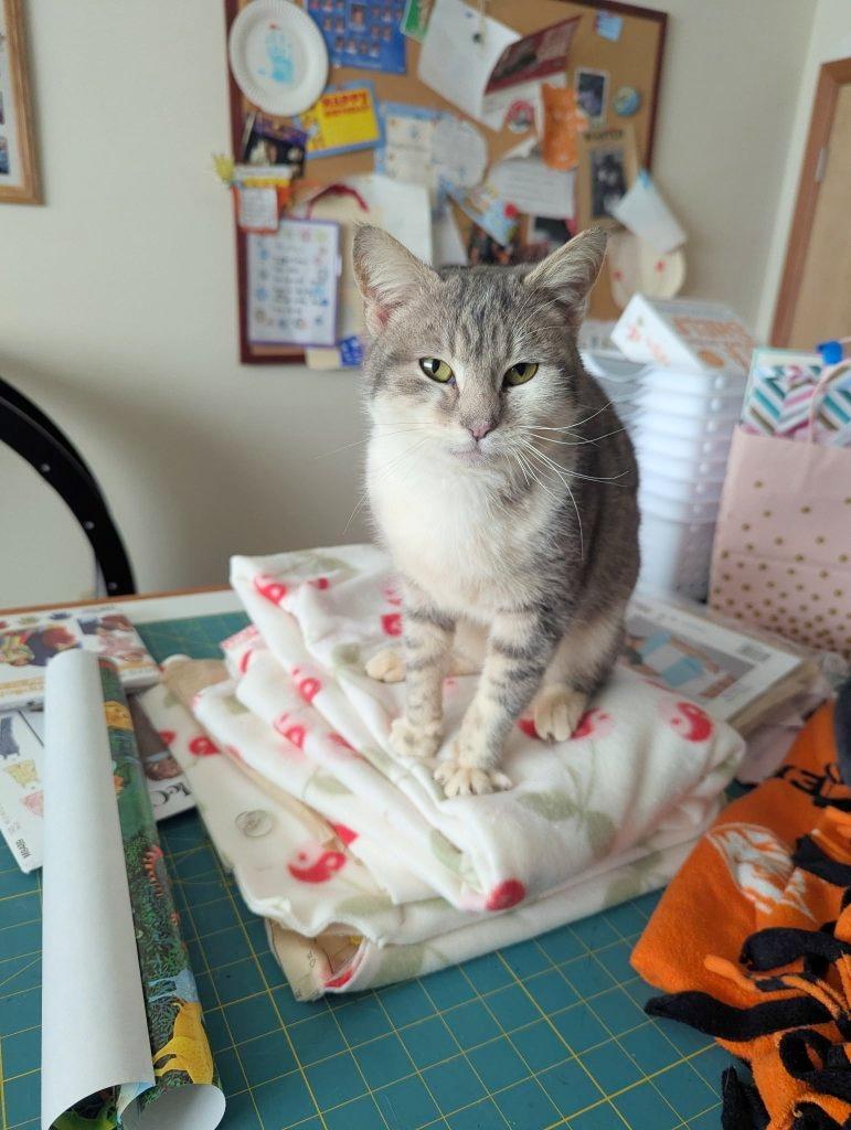 Shaila, a Adoptable Domestic Short Hair in Beaverton, OR image 2/5