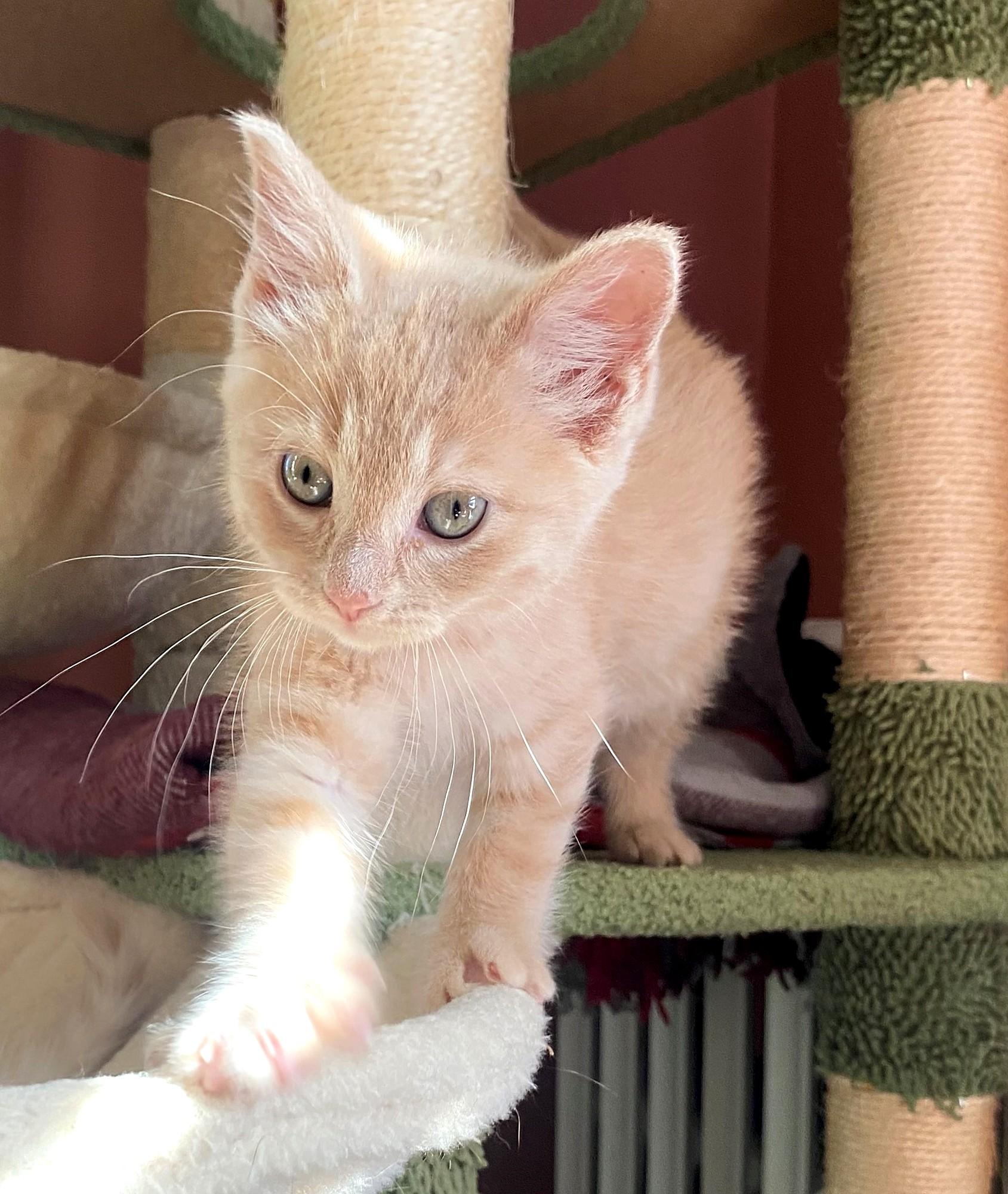 Enlarge Wanda, a Adopted Domestic Long Hair in Minneapolis, MN image 3/4