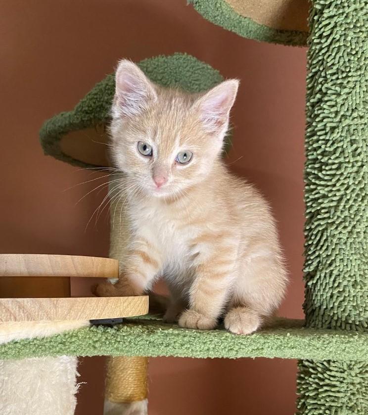 Enlarge Wanda, a Adopted Domestic Long Hair in Minneapolis, MN image 2/4