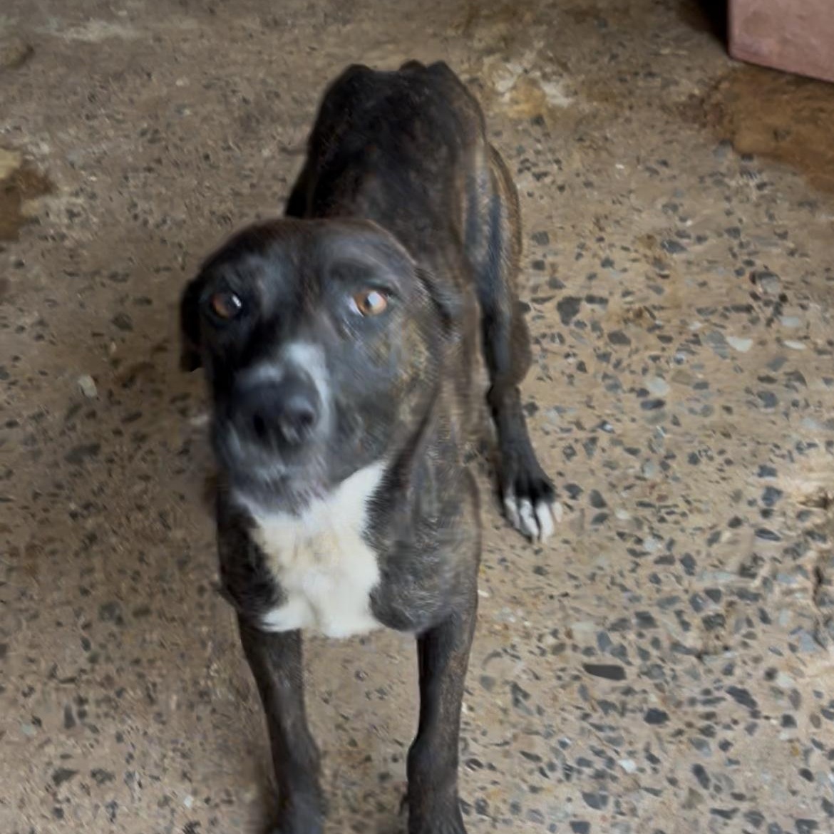 Sam, Adoptable, Adult Female Plott Hound.