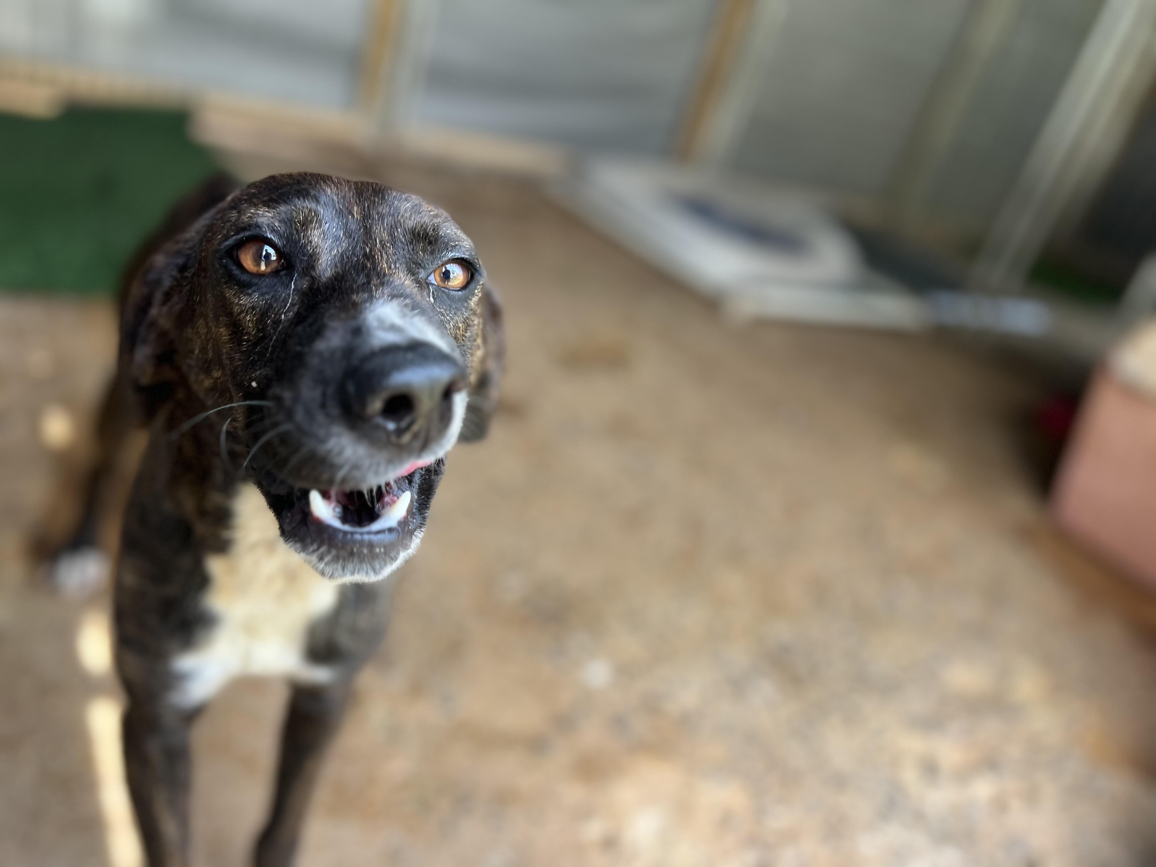 Sam, a Adoptable mixed breed in Carnegie, OK image 2/4