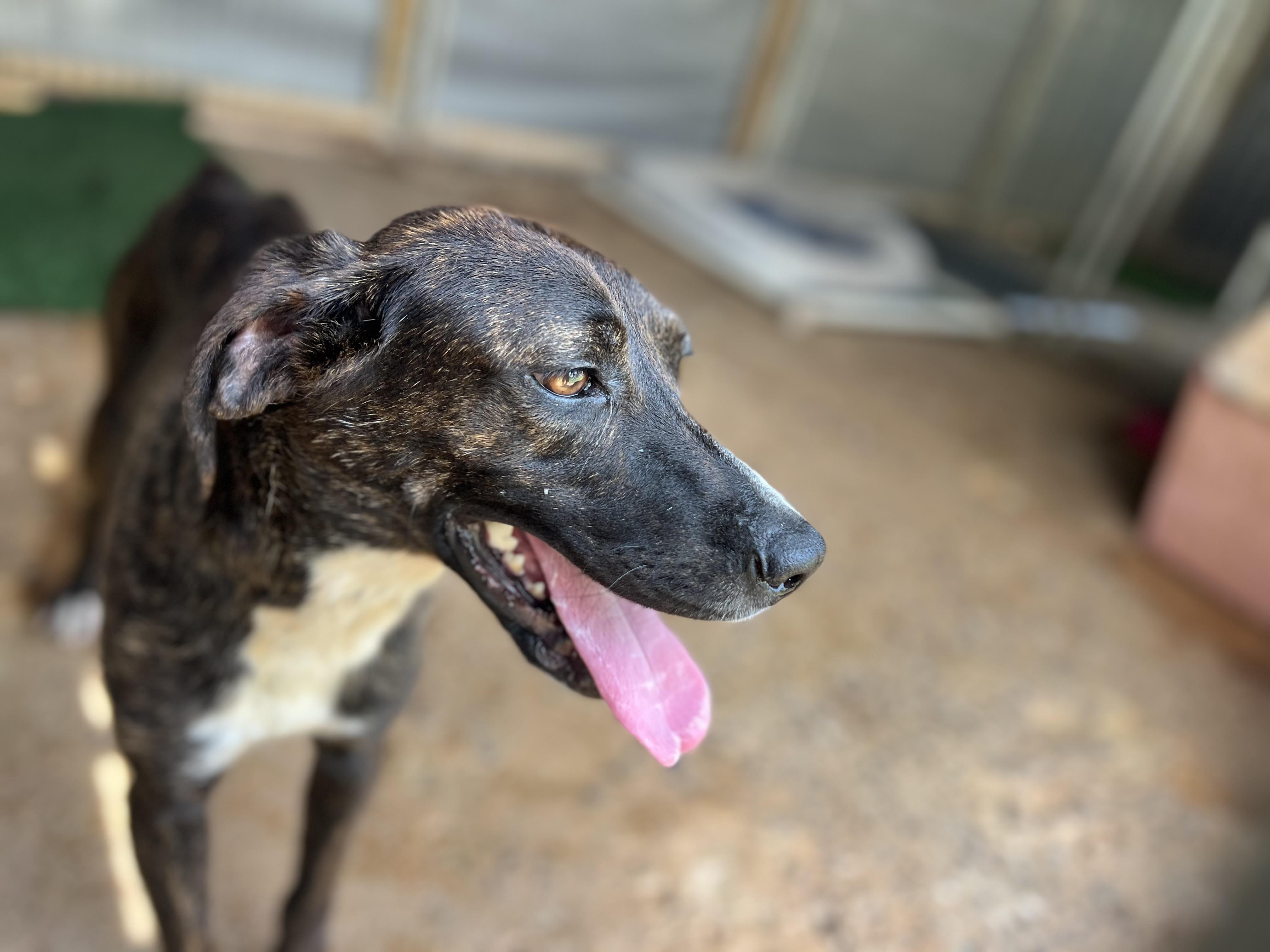 Sam, a Adoptable mixed breed in Carnegie, OK image 3/4