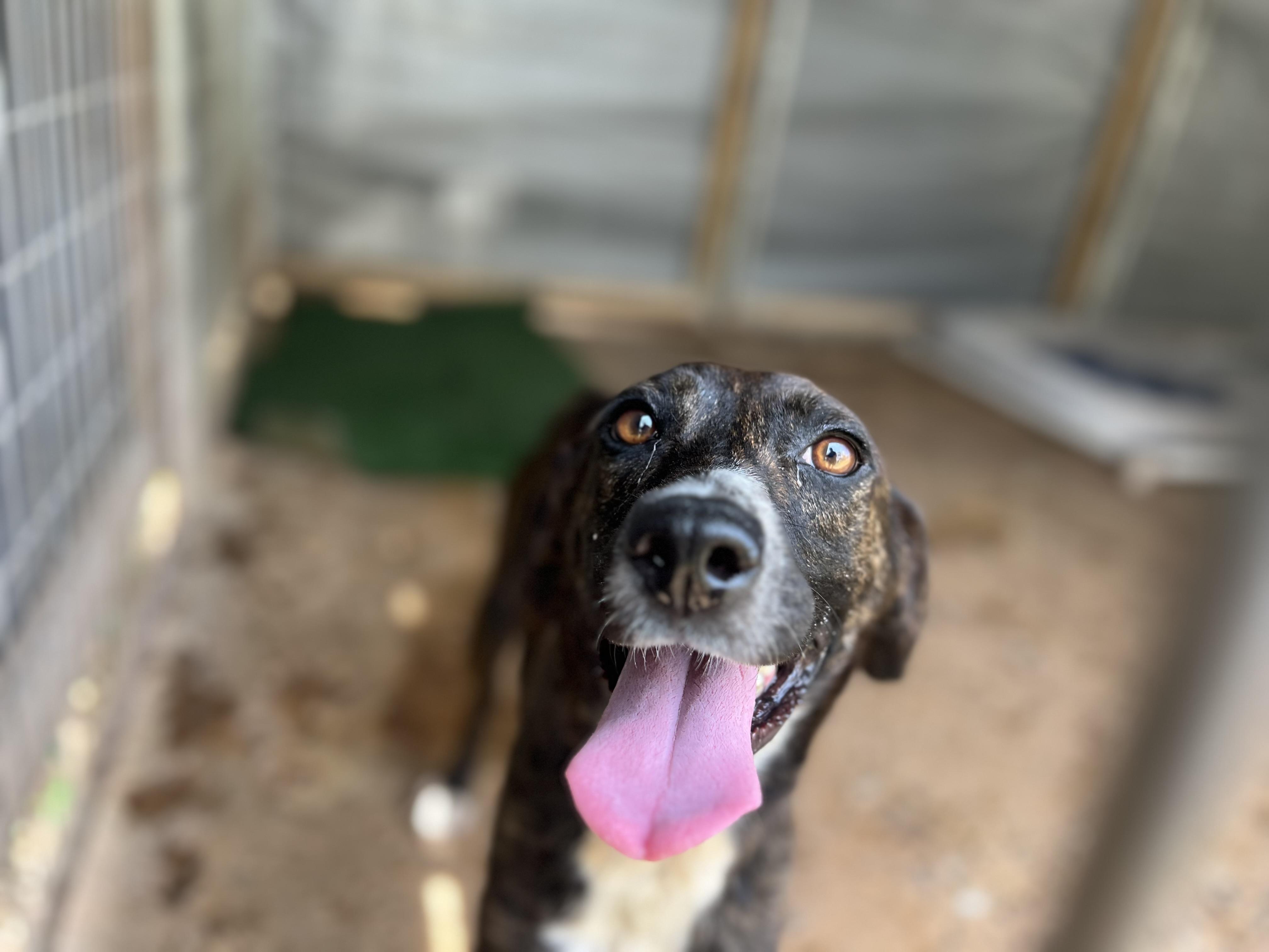 Sam, a Adoptable mixed breed in Carnegie, OK image 4/4