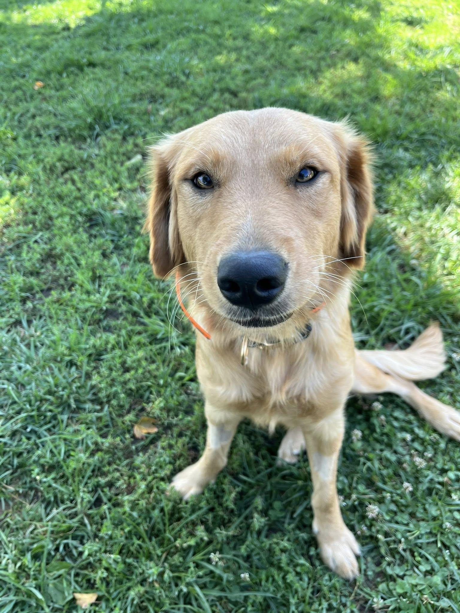 CANTALOUPE THE SWEETEST GIRL, Adopted, Puppy Female Golden Retriever & Border Collie.