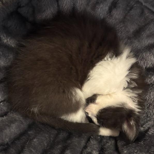 Cappuccino-, Adoptable, Kitten Male Domestic Short Hair.