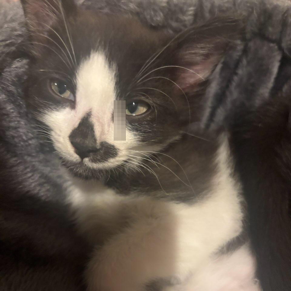 Cappuccino-, a Adoptable Domestic Short Hair in Richmond, VA image 2/5