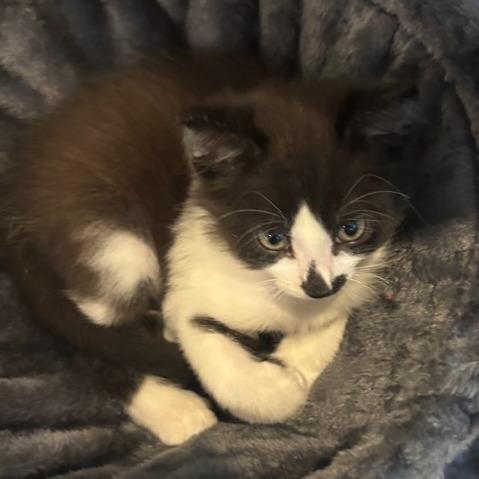 Cappuccino-, a Adoptable Domestic Short Hair in Richmond, VA image 3/5