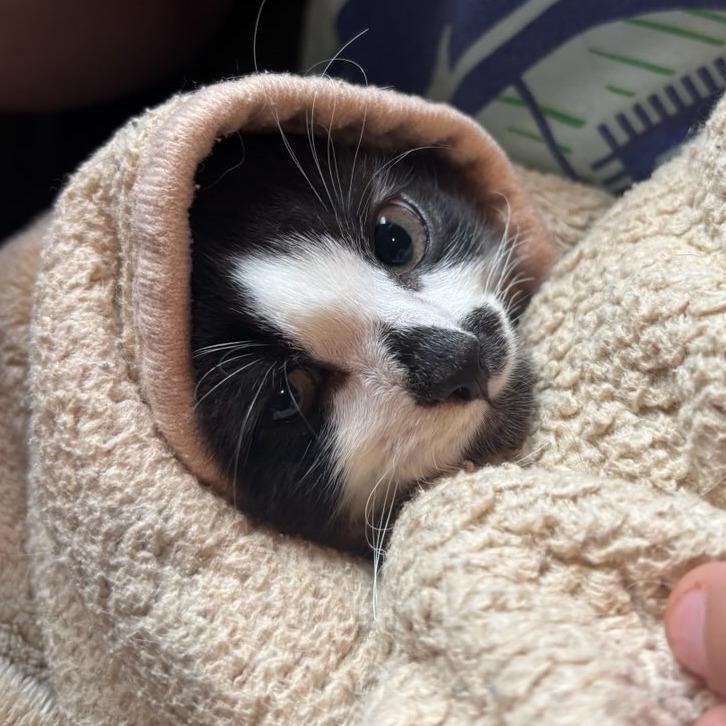 Cappuccino-, a Adoptable Domestic Short Hair in Richmond, VA image 4/5