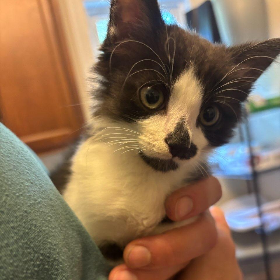 Cappuccino-, a Adoptable Domestic Short Hair in Richmond, VA image 5/5