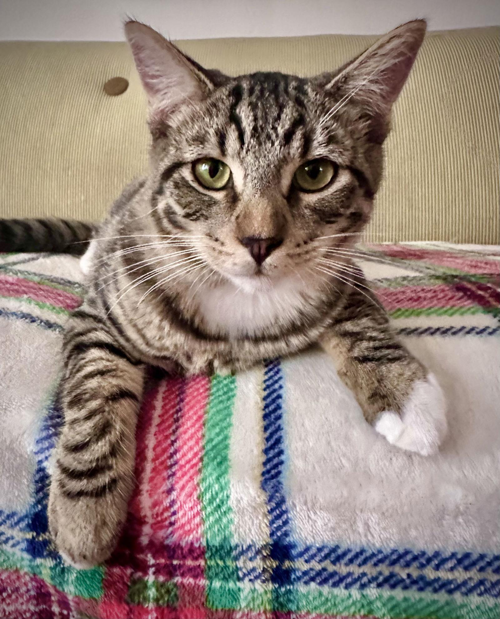 Tabby white paws, Adoptable, Young Male American Shorthair & Domestic Short Hair.