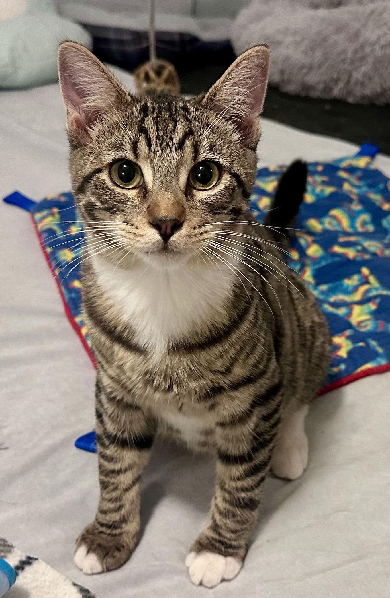 Enlarge Tabby white paws, a Adoptable mixed breed in Long Beach, CA image 2/3
