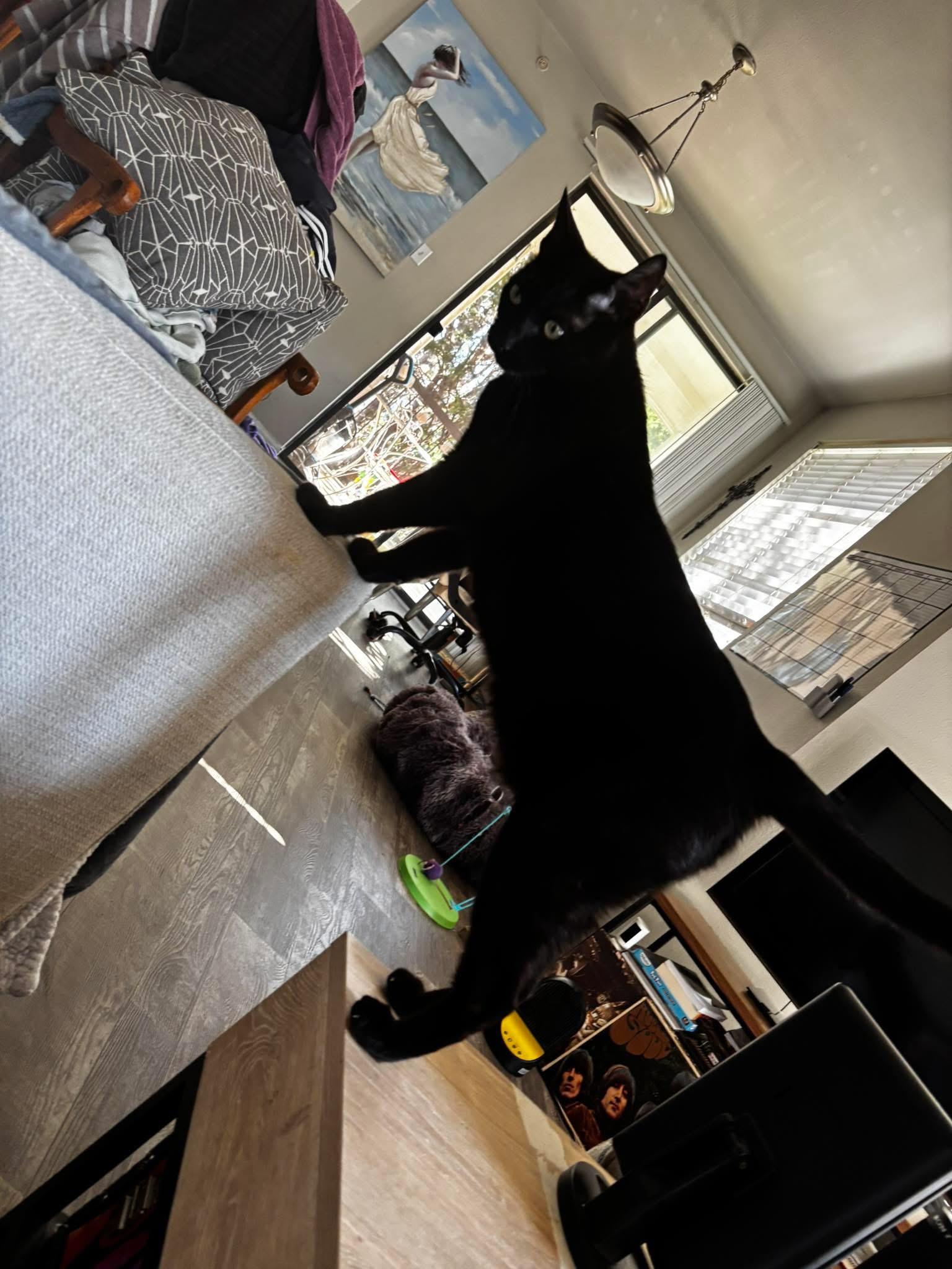 Enlarge Gary, a Adopted Domestic Short Hair in Mesquite, TX image 1/4