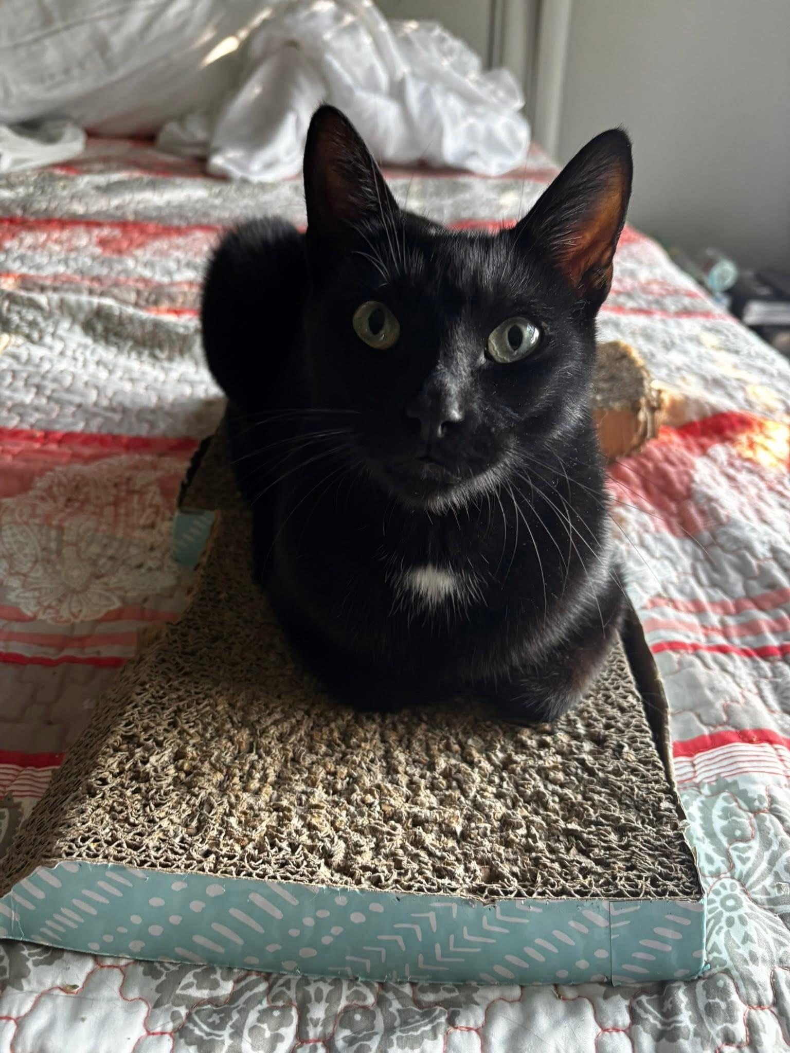 Gary, Adopted, Adult Male Domestic Short Hair.