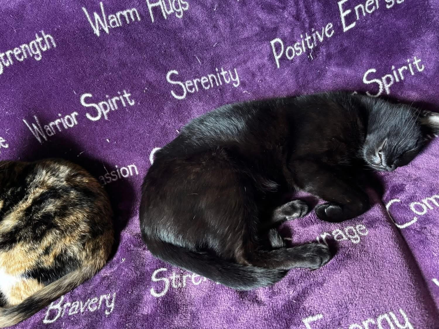 Enlarge Gary, a Adopted Domestic Short Hair in Mesquite, TX image 3/4