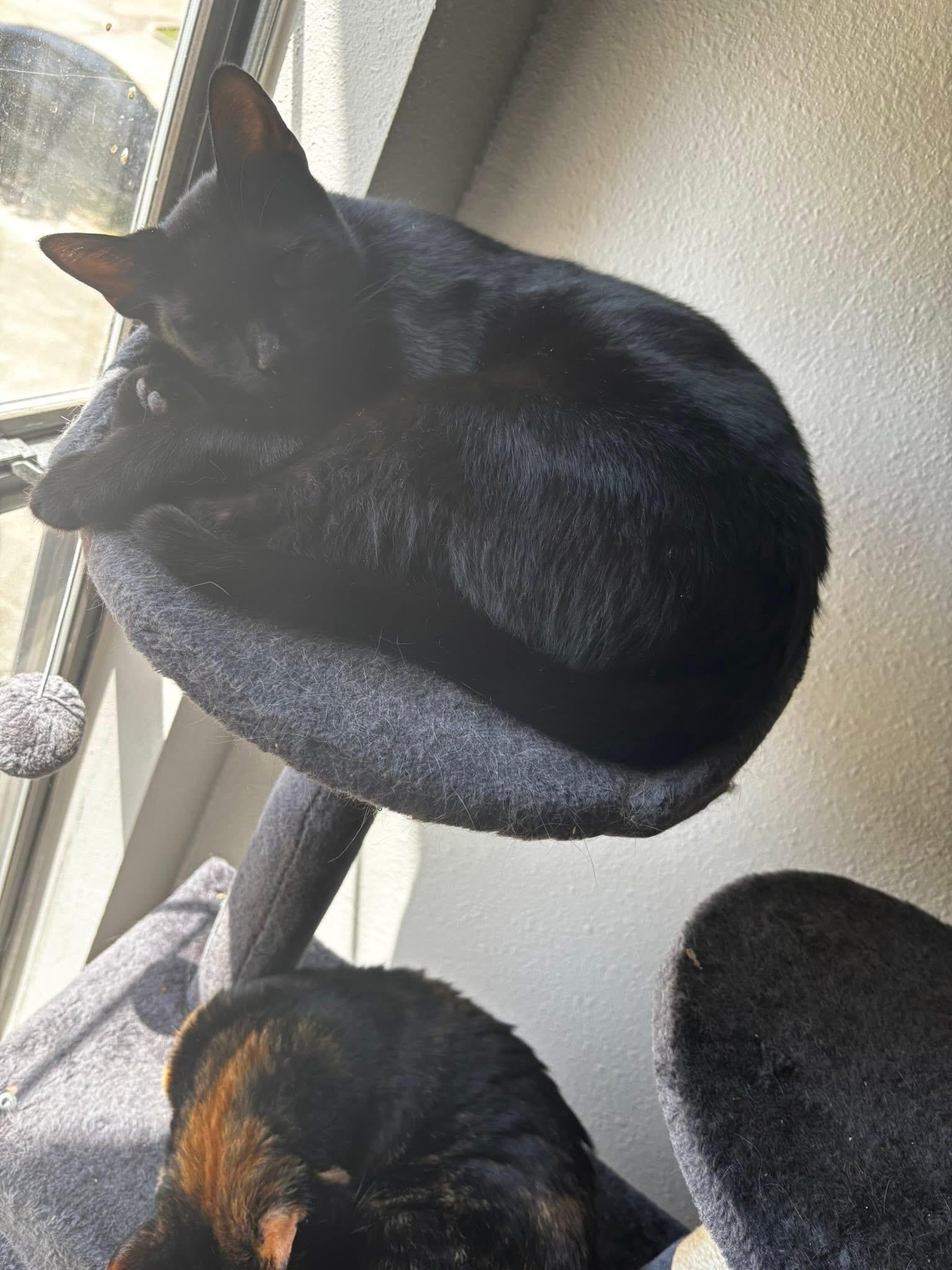 Gary, Adopted, Adult Male Domestic Short Hair.