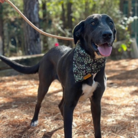 Enlarge Millie, a Adoptable mixed breed in Geneseo , IL image 5/6