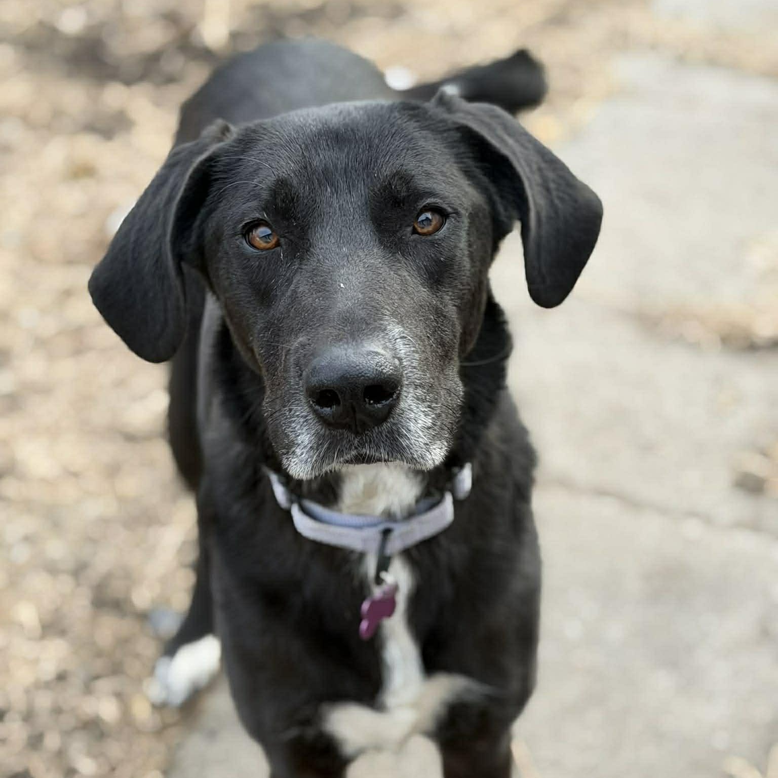 Millie, Adoptable, Young Female Great Dane & Mountain Cur.
