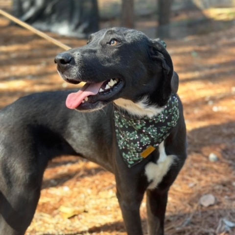 Enlarge Millie, a Adoptable mixed breed in Geneseo , IL image 3/6